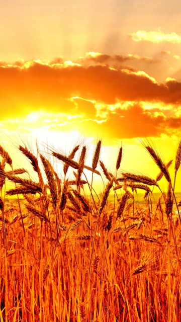 Golden Corn Field screenshot #1 360x640