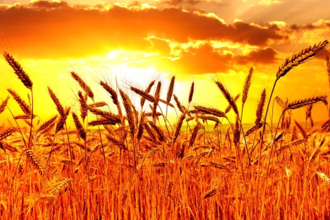 Golden Corn Field screenshot #1 480x320