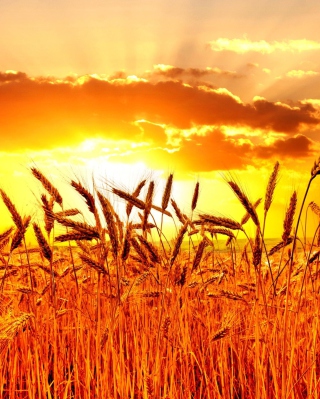 Free Golden Corn Field Picture for iPhone 6 Plus