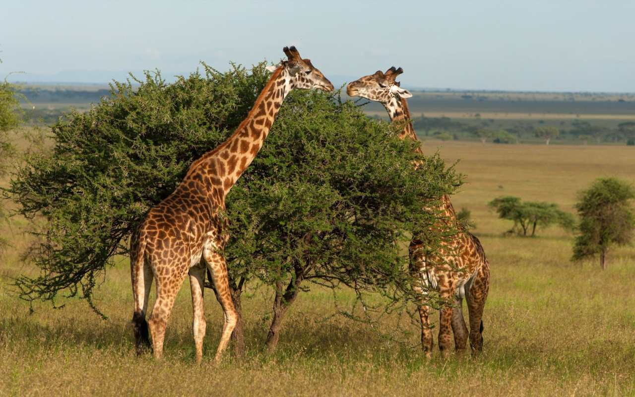 Sfondi Giraffe in Duba, Botswana 1280x800