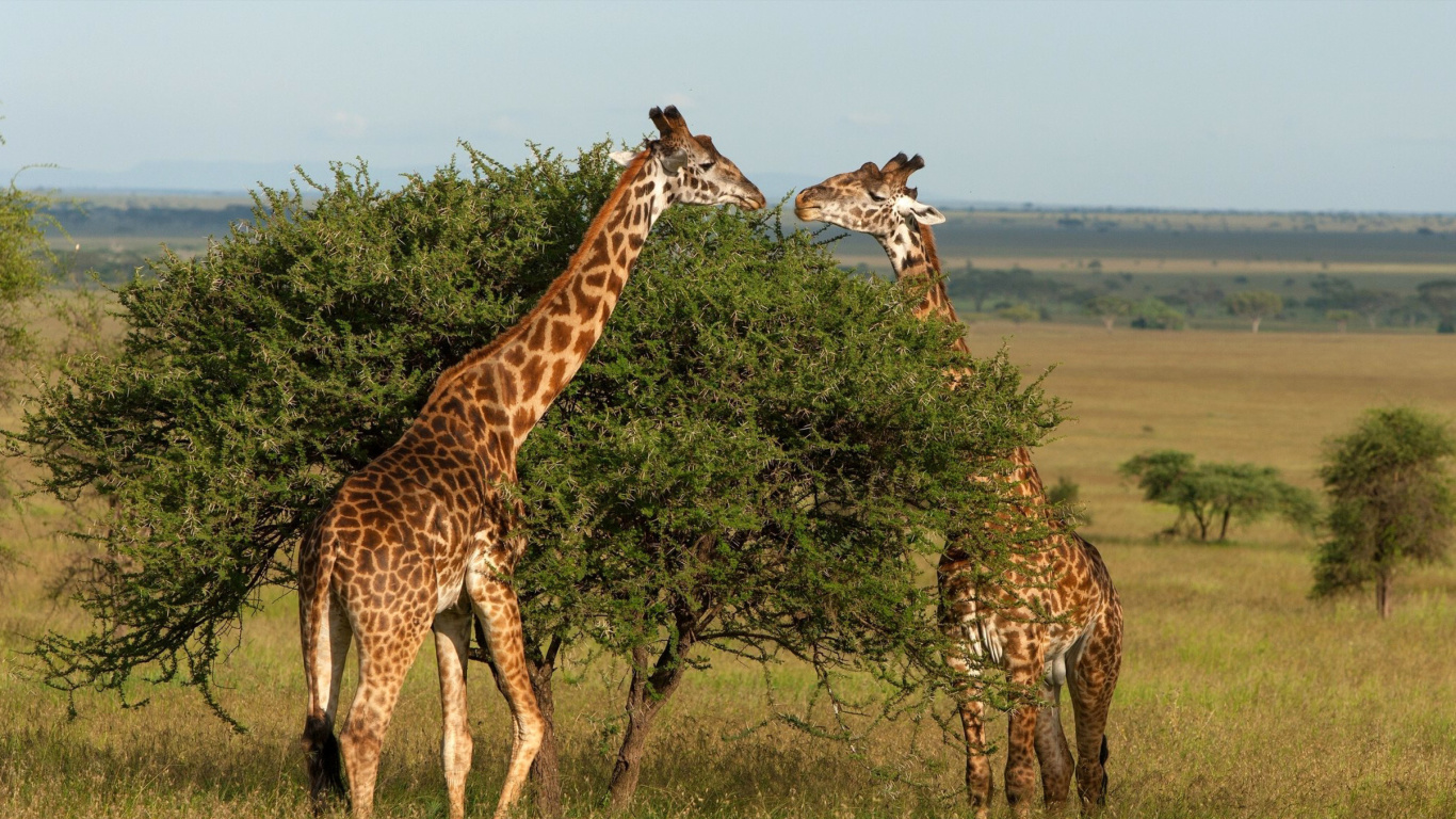 Screenshot №1 pro téma Giraffe in Duba, Botswana 1366x768