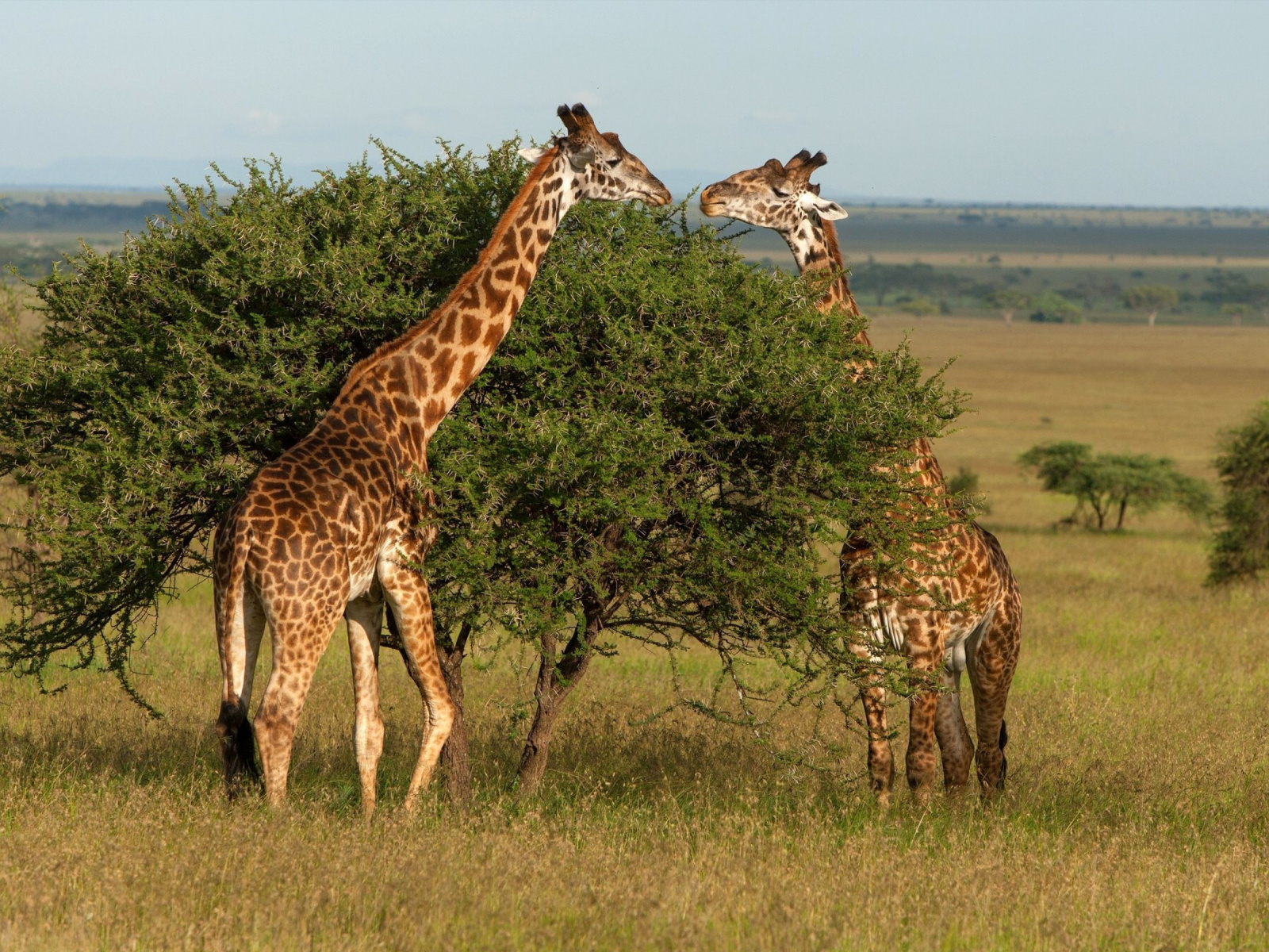 Screenshot №1 pro téma Giraffe in Duba, Botswana 1600x1200
