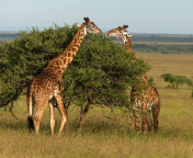 Giraffe in Duba, Botswana wallpaper 176x144
