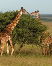 Обои Giraffe in Duba, Botswana 176x220