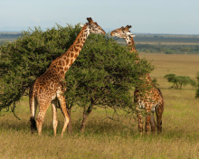 Giraffe in Duba, Botswana wallpaper 220x176