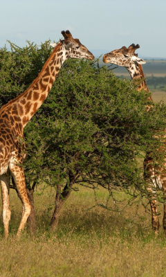 Das Giraffe in Duba, Botswana Wallpaper 240x400