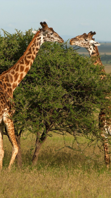 Fondo de pantalla Giraffe in Duba, Botswana 360x640