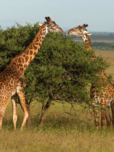 Fondo de pantalla Giraffe in Duba, Botswana 480x640