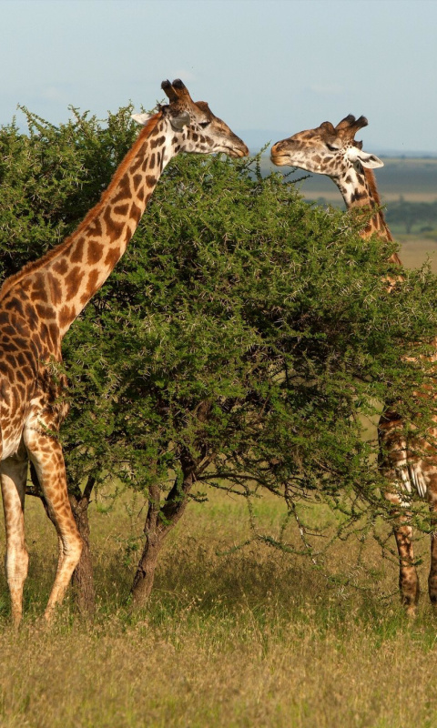 Обои Giraffe in Duba, Botswana 480x800