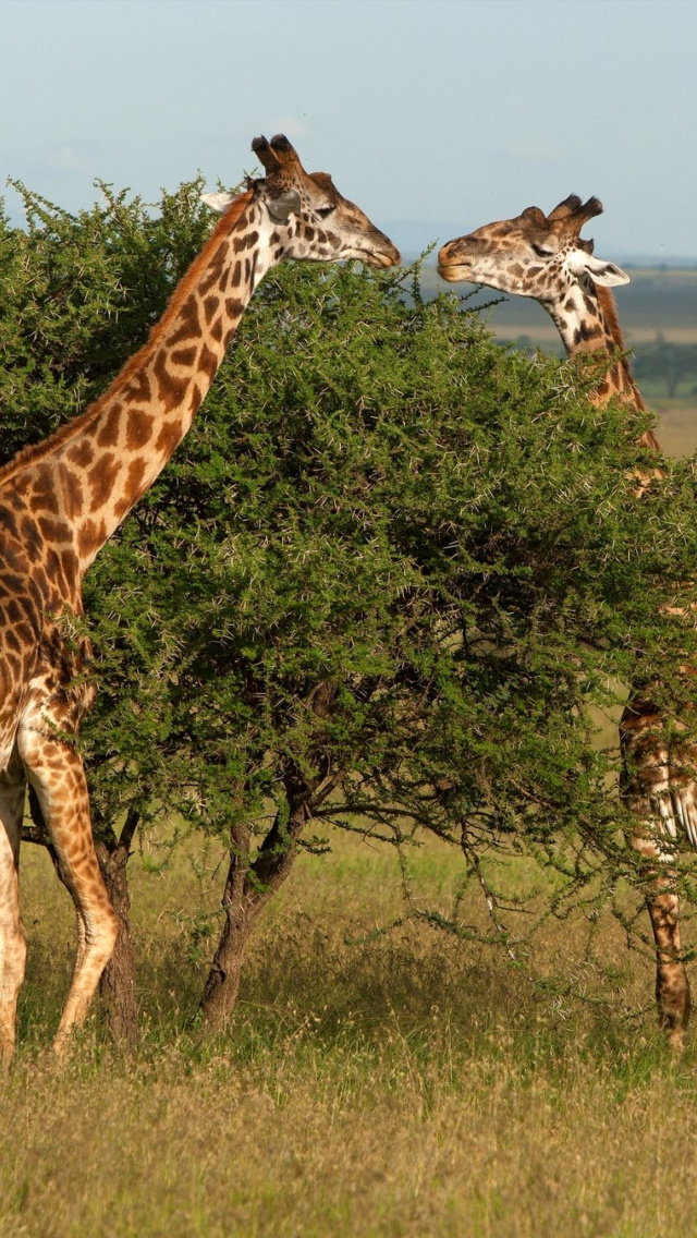 Giraffe in Duba, Botswana wallpaper 640x1136