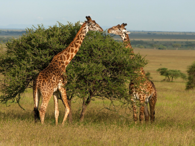 Giraffe in Duba, Botswana wallpaper 640x480