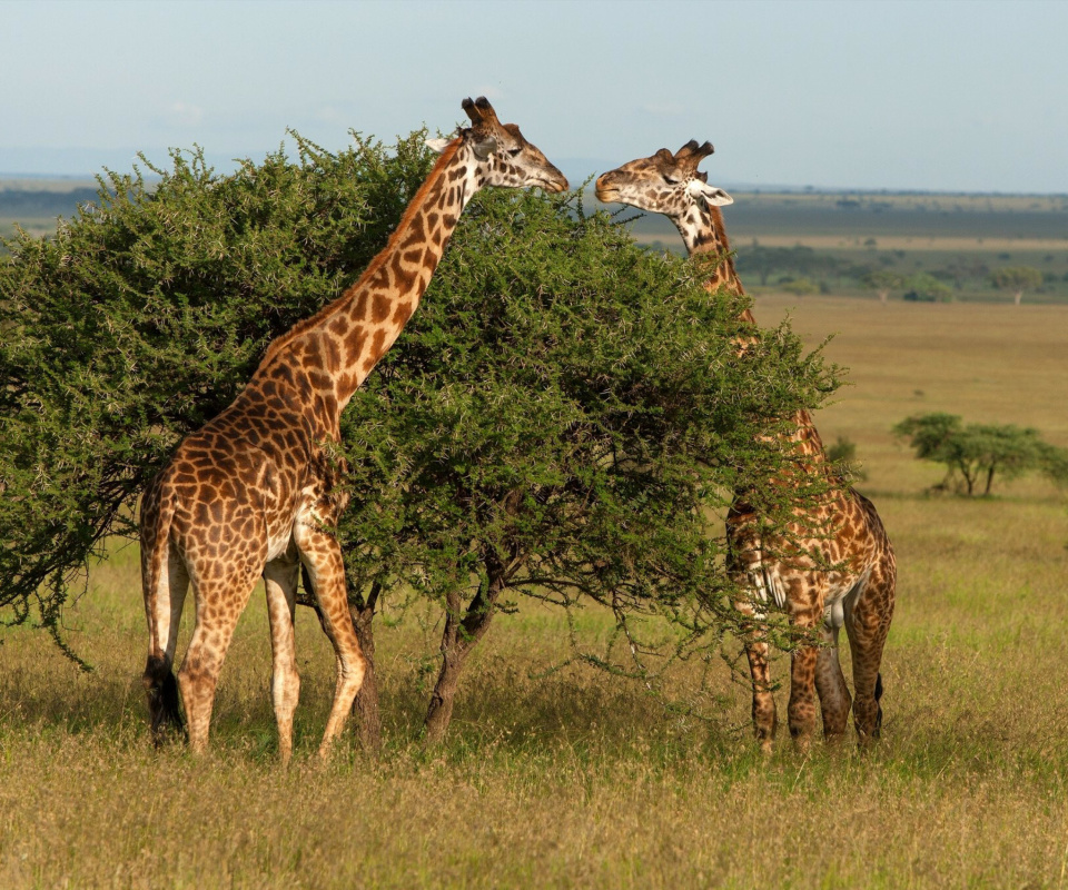 Обои Giraffe in Duba, Botswana 960x800
