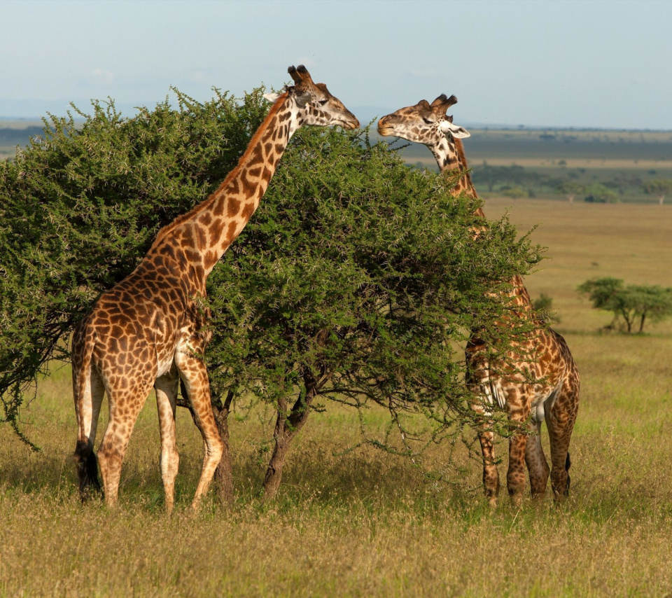 Das Giraffe in Duba, Botswana Wallpaper 960x854