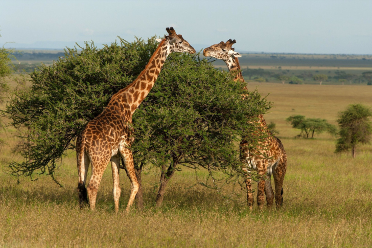 Обои Giraffe in Duba, Botswana