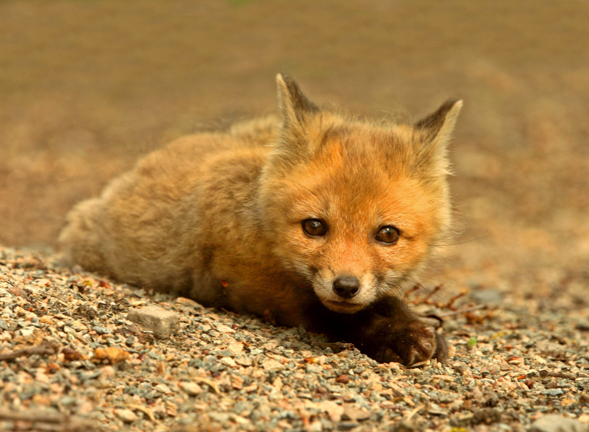 Sfondi Little Fox 1920x1408