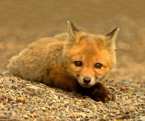 Sfondi Little Fox 480x400