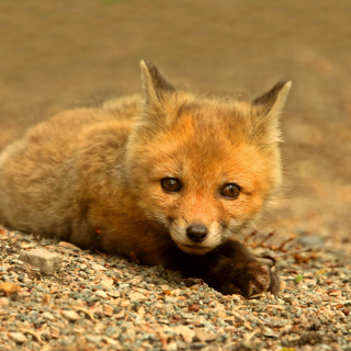 Little Fox - Obrázkek zdarma pro 2048x2048