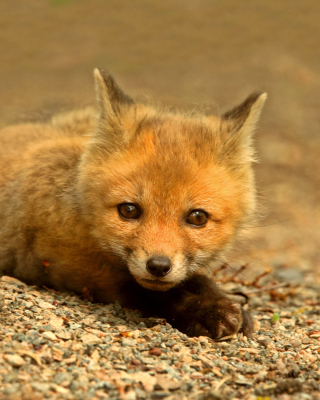 Little Fox sfondi gratuiti per iPhone 6 Plus