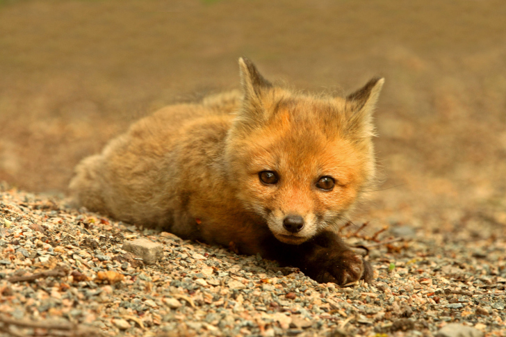 Fondo de pantalla Little Fox