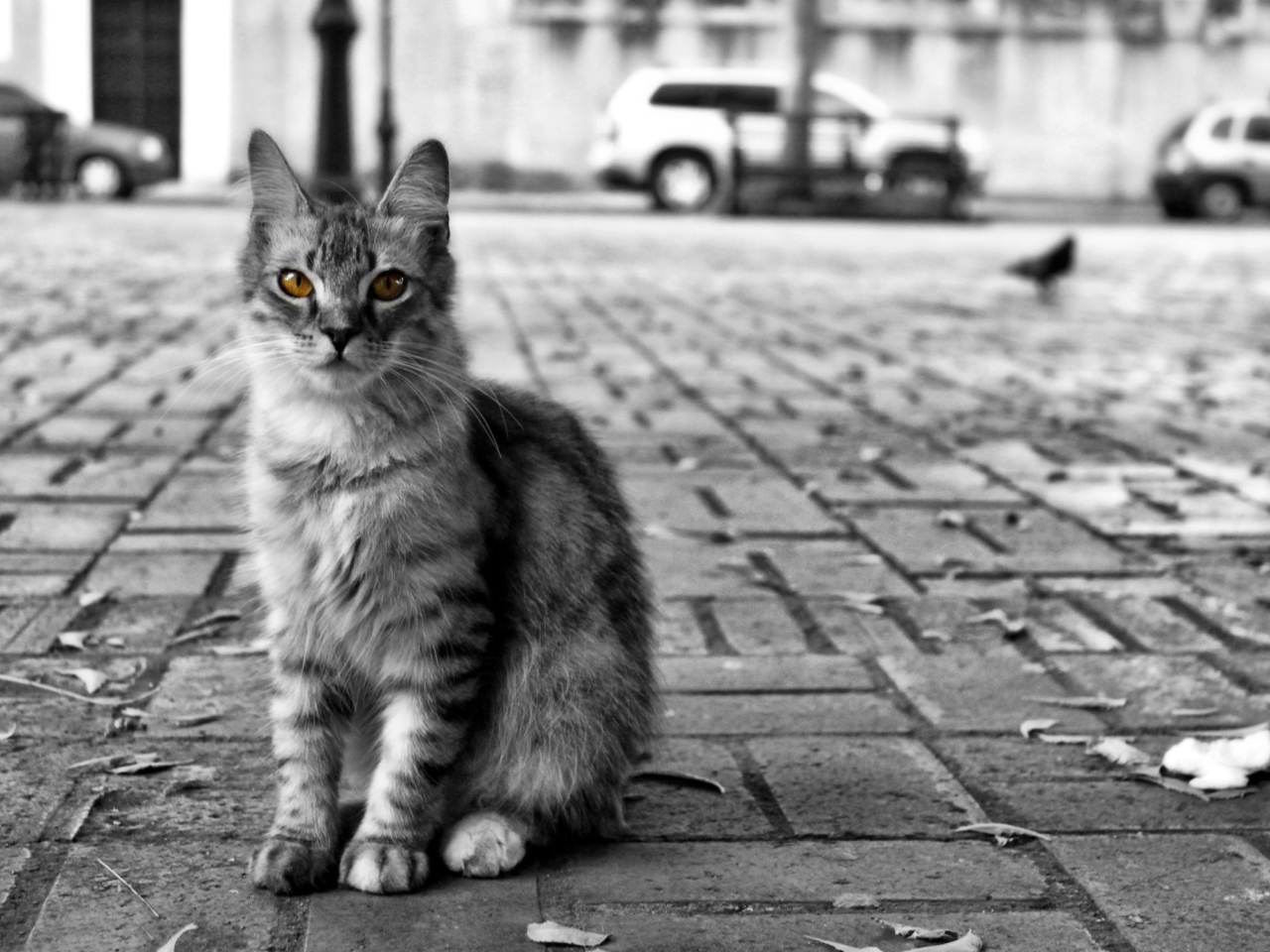 Black And White Cat wallpaper 1280x960