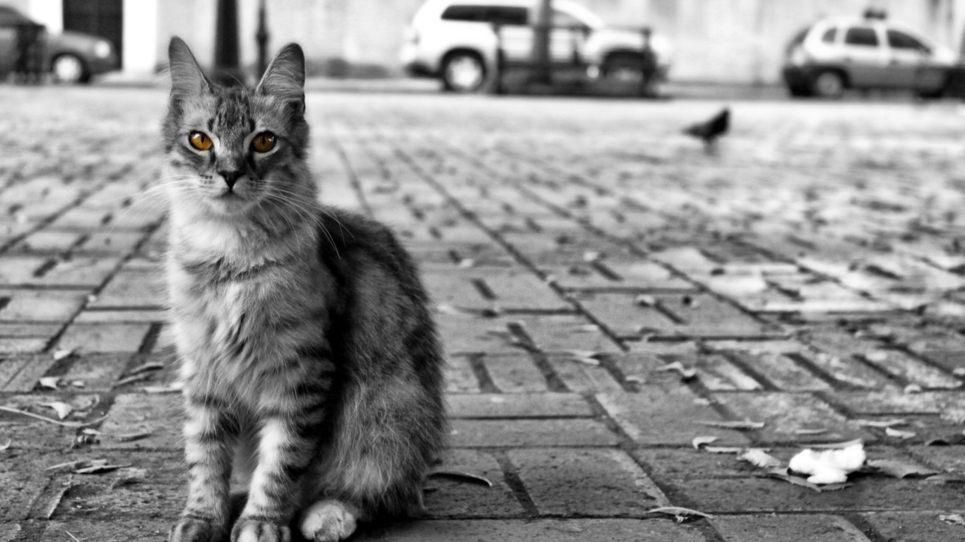 Black And White Cat wallpaper 1366x768