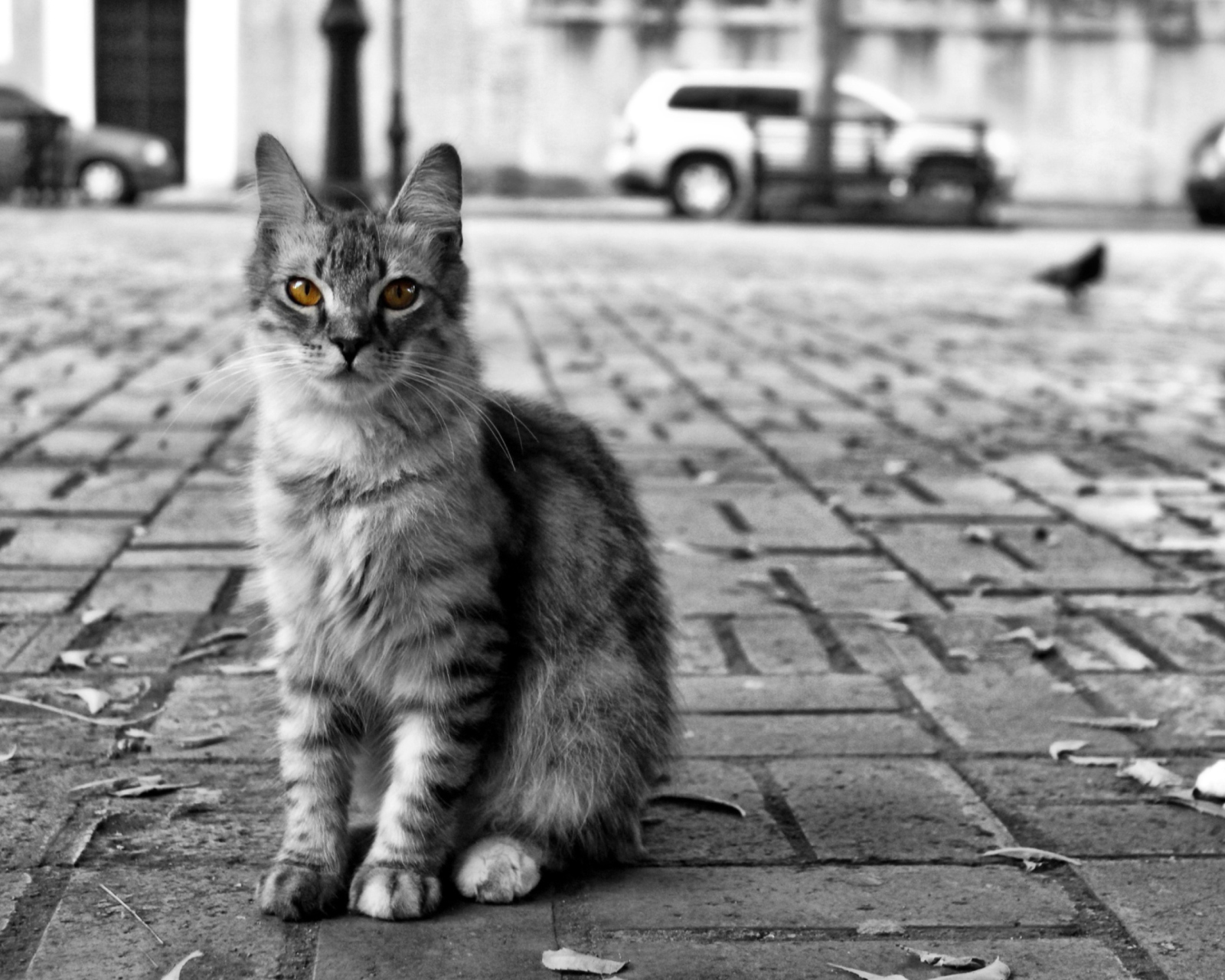 Black And White Cat wallpaper 1600x1280
