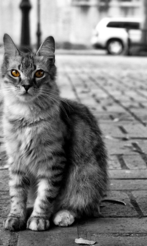 Black And White Cat wallpaper 480x800