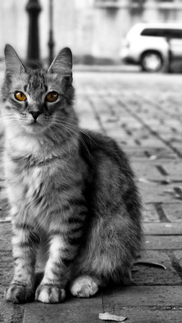 Black And White Cat wallpaper 640x1136