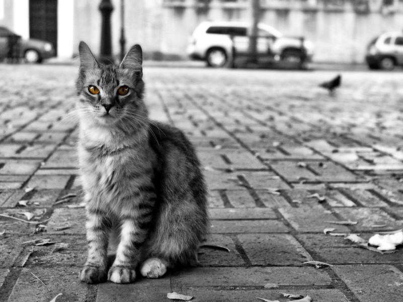 Black And White Cat wallpaper 800x600