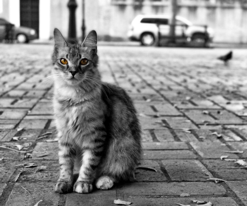 Black And White Cat wallpaper 960x800