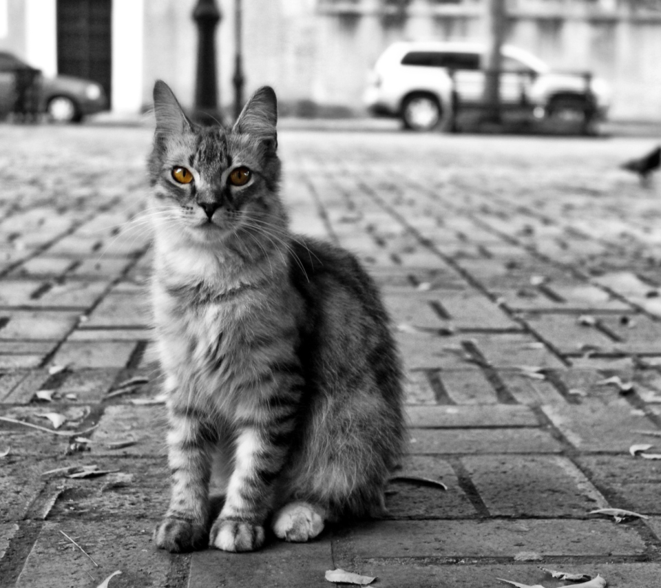 Black And White Cat wallpaper 960x854