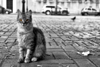 Black And White Cat Picture for Android, iPhone and iPad