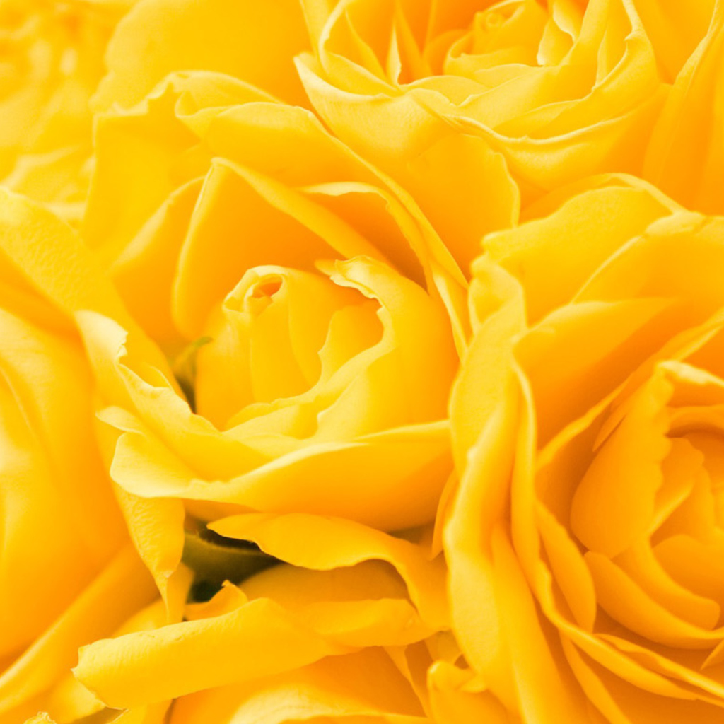 Das Yellow Roses Wallpaper 1024x1024