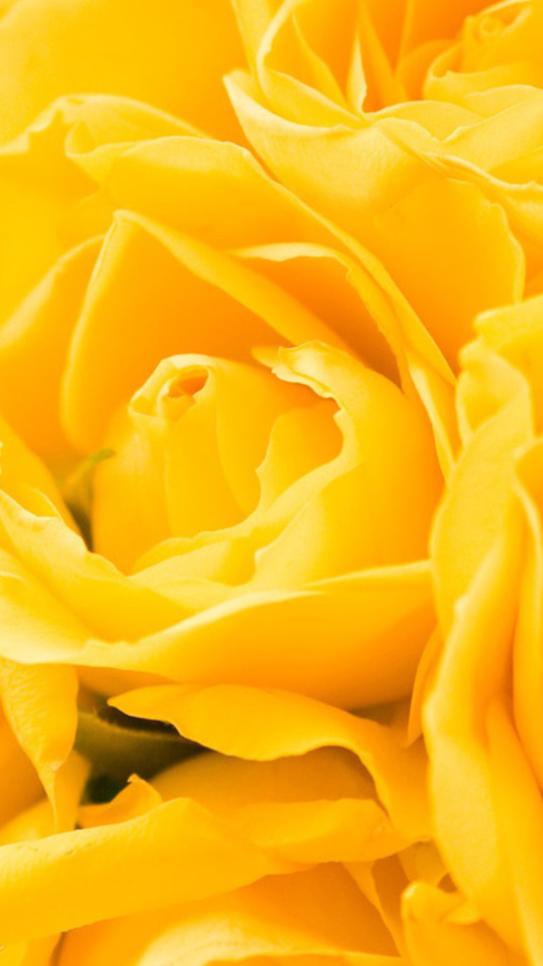Yellow Roses wallpaper 1080x1920