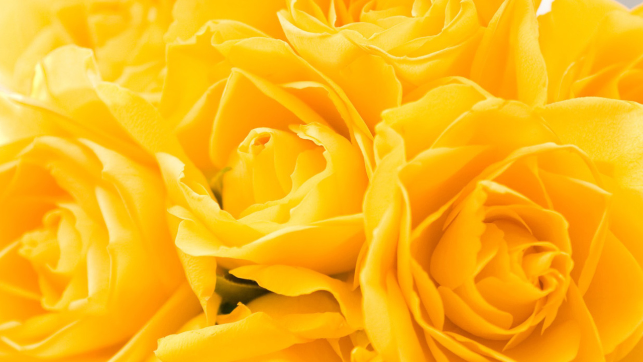 Sfondi Yellow Roses 1280x720