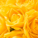 Обои Yellow Roses 128x128