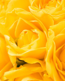 Обои Yellow Roses 128x160