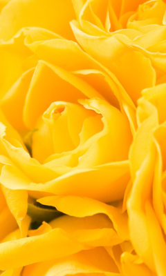 Fondo de pantalla Yellow Roses 240x400