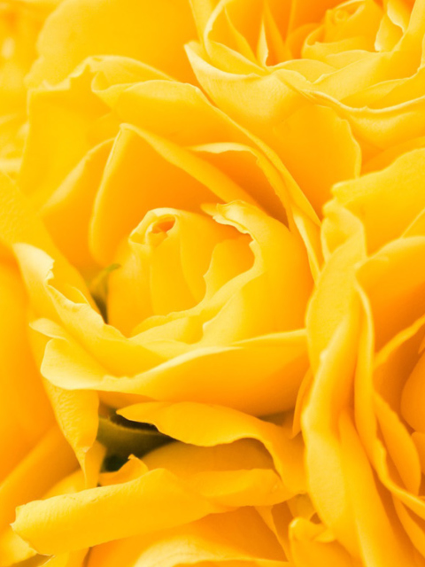 Fondo de pantalla Yellow Roses 480x640