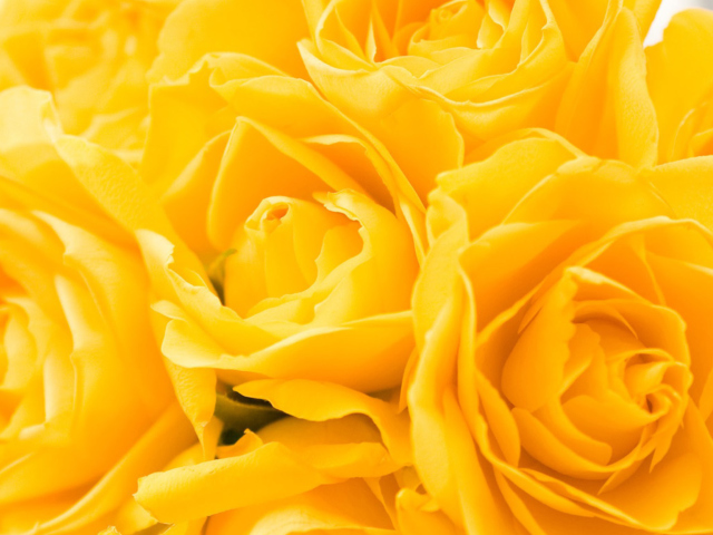 Fondo de pantalla Yellow Roses 640x480