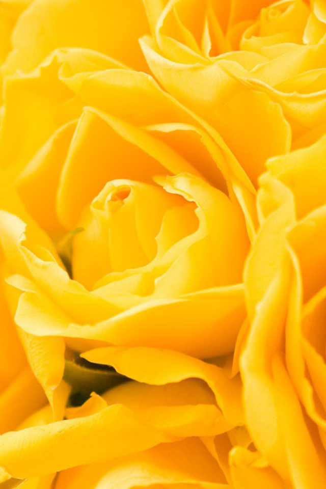 Screenshot №1 pro téma Yellow Roses 640x960