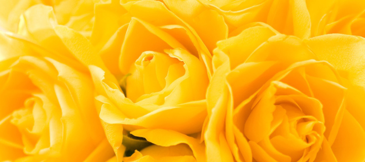 Обои Yellow Roses 720x320