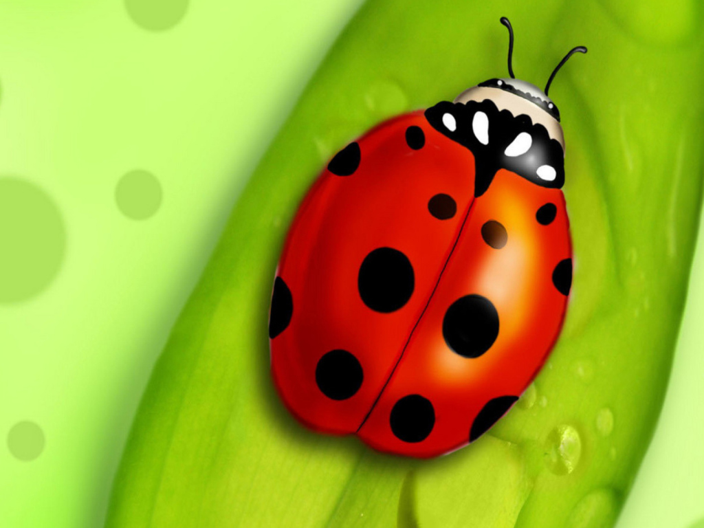 Das Ladybug Wallpaper 1024x768