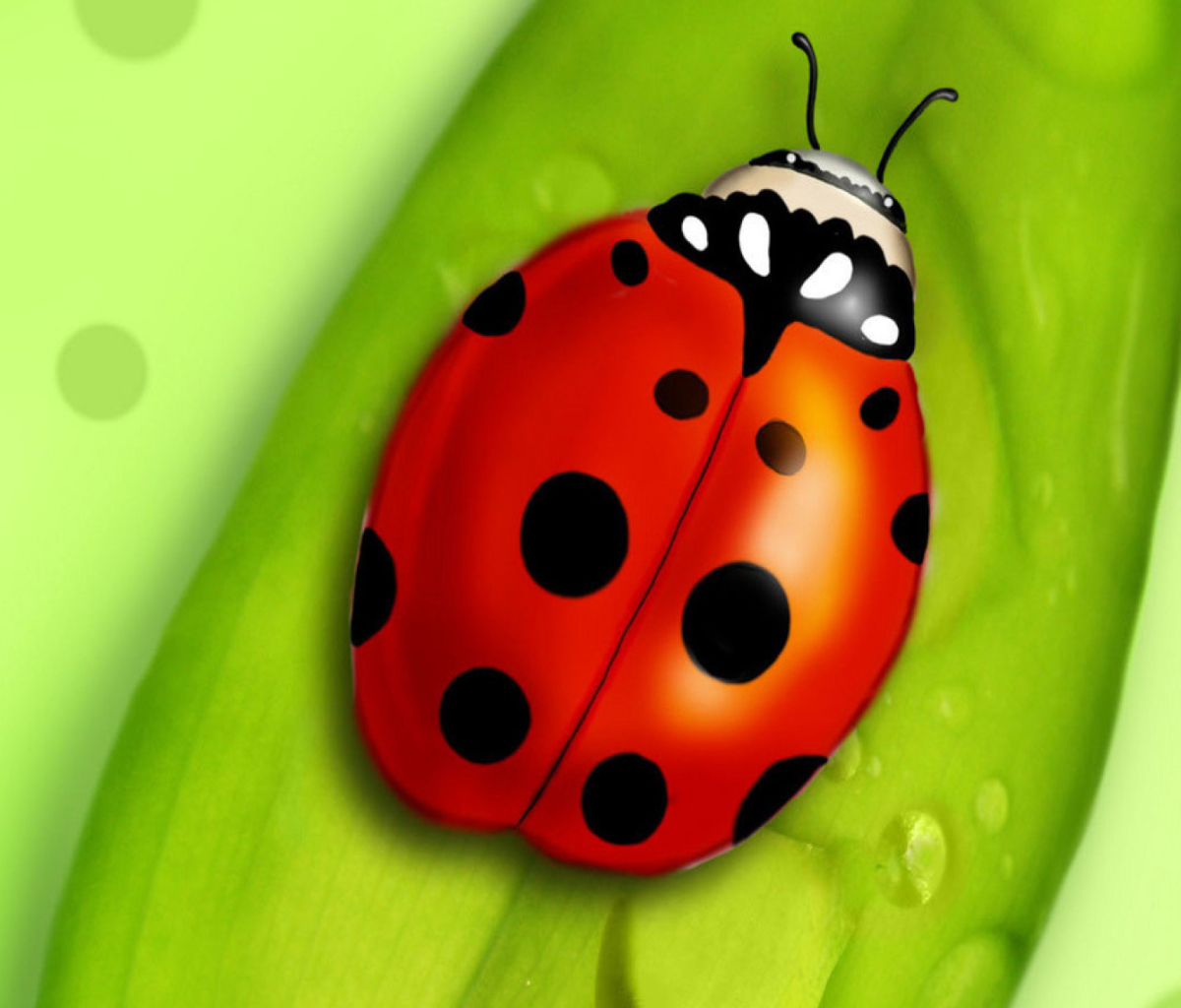 Fondo de pantalla Ladybug 1200x1024