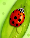 Das Ladybug Wallpaper 128x160