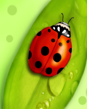 Обои Ladybug 176x220