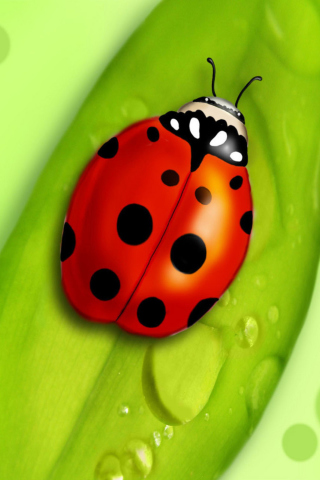 Fondo de pantalla Ladybug 320x480
