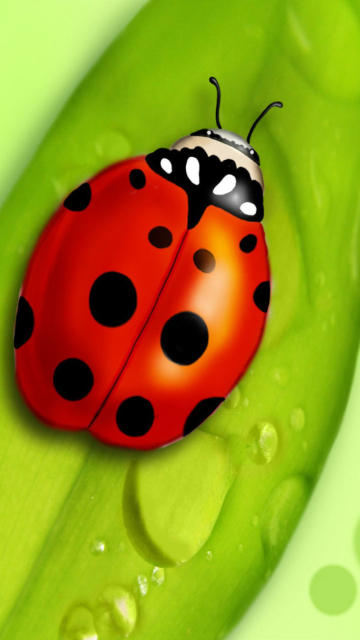 Ladybug wallpaper 360x640