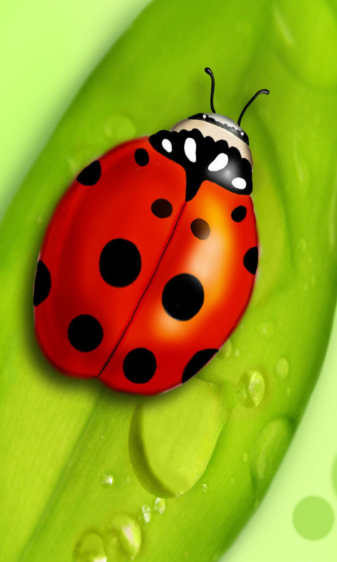 Fondo de pantalla Ladybug 480x800