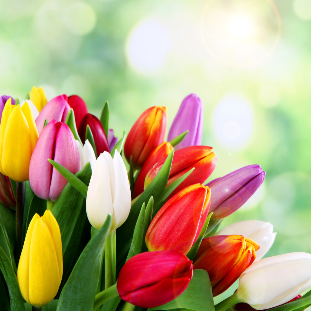 Das Bouquet of colorful tulips Wallpaper 1024x1024